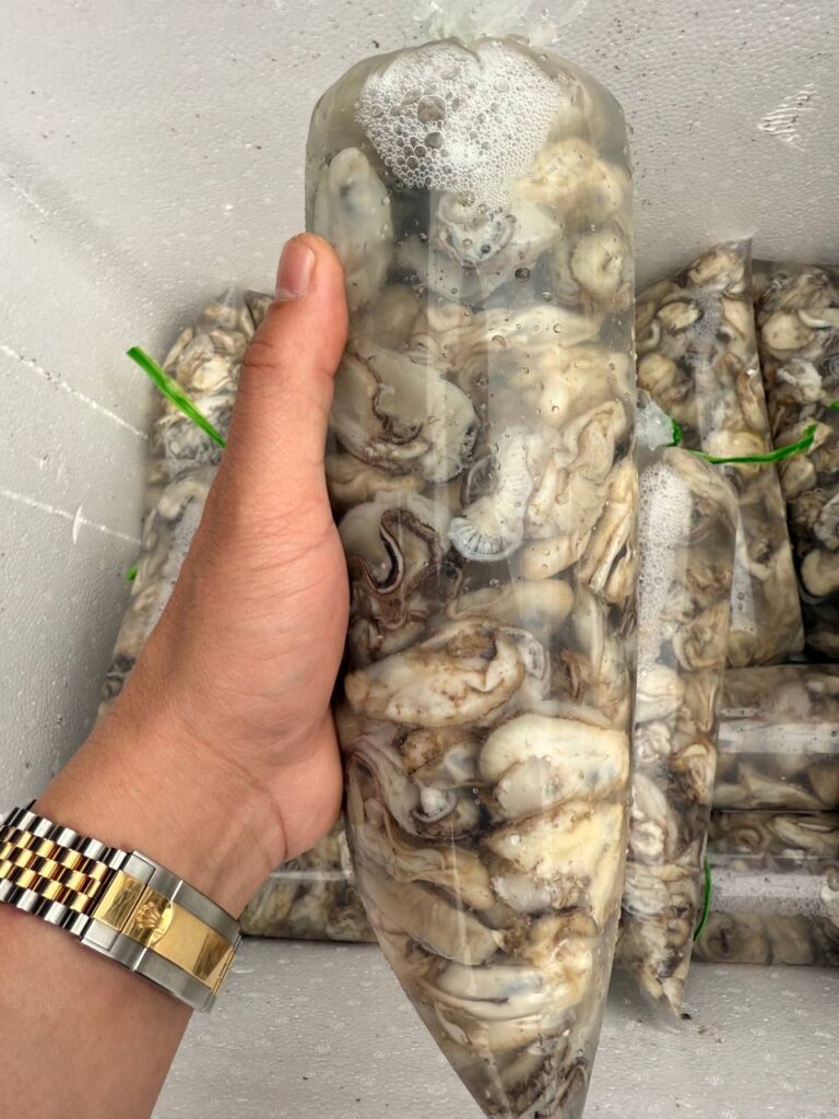 Hàu sữa giao sỉ, xuất khẩu